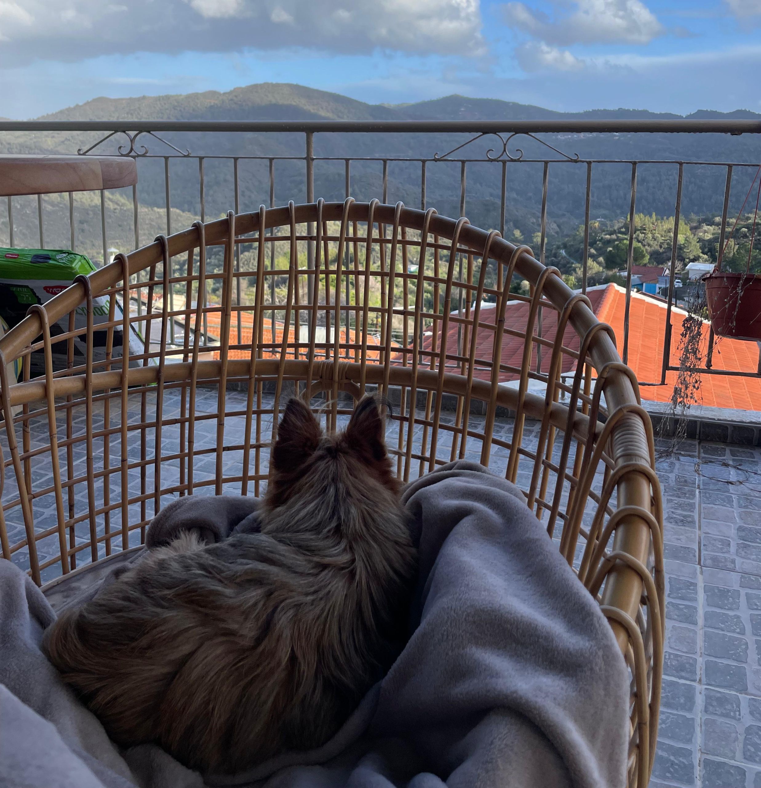 dog friendly airbnb cyprus